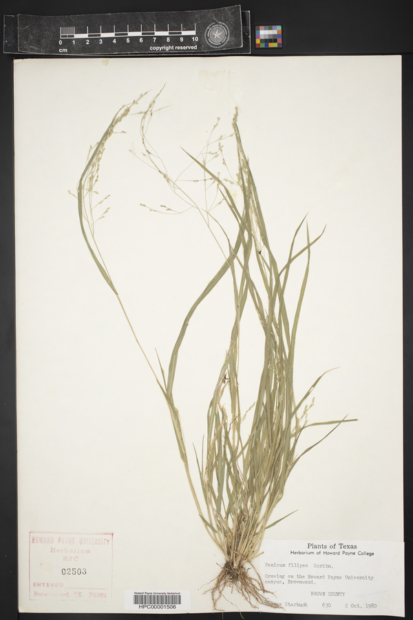 Panicum filipes image