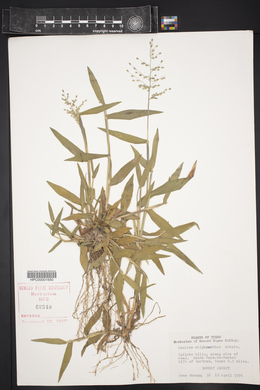 Dichanthelium oligosanthes image