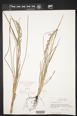 Poa arachnifera image