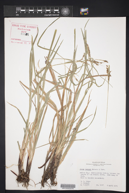 Carex davisii image