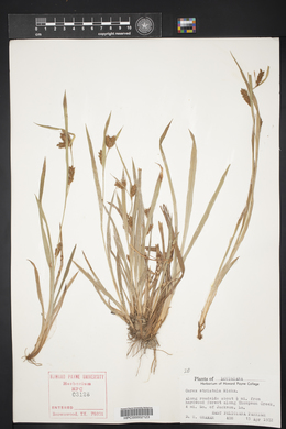 Carex striatula image