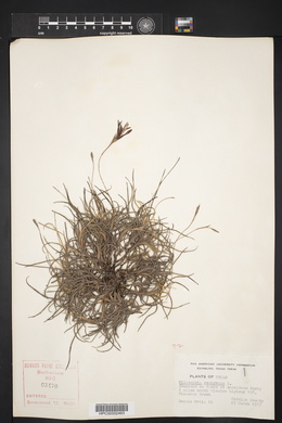 Tillandsia recurvata image