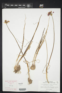 Allium canadense var. ecristatum image