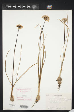 Allium canadense var. hyacinthoides image
