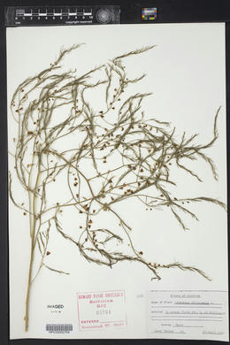 Asparagus officinalis image