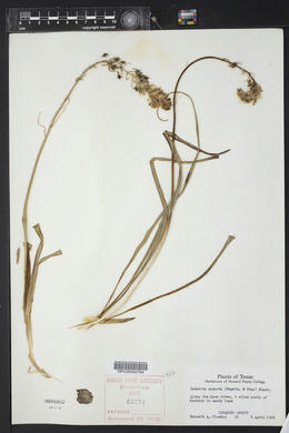 Camassia angusta image