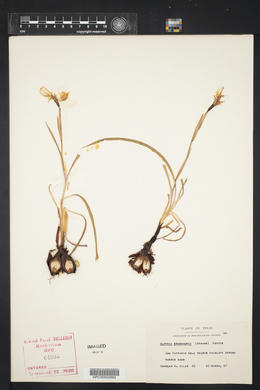 Alophia drummondii image