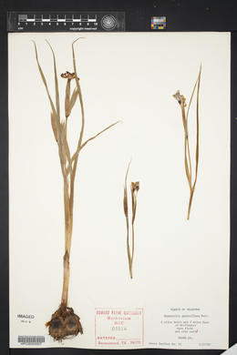 Nemastylis geminiflora image