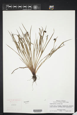 Sisyrinchium albidum image