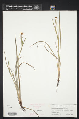 Sisyrinchium ensigerum image