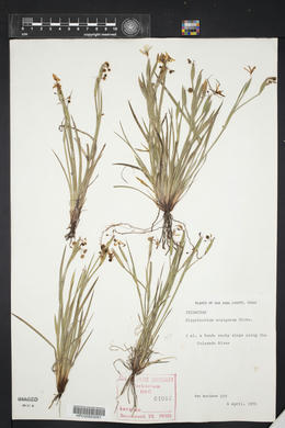 Sisyrinchium ensigerum image