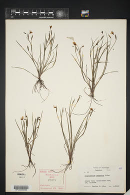 Sisyrinchium campestre image