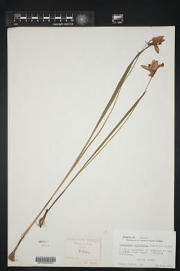 Calopogon tuberosus var. tuberosus image