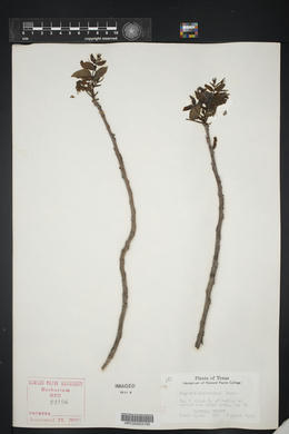 Juglans microcarpa image
