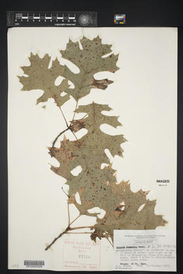 Quercus shumardii image