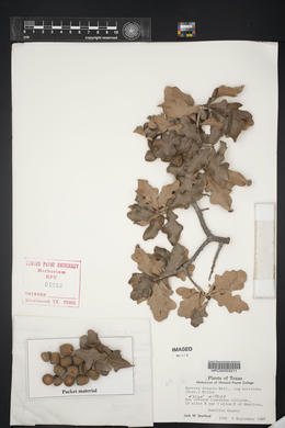 Quercus sinuata var. breviloba image