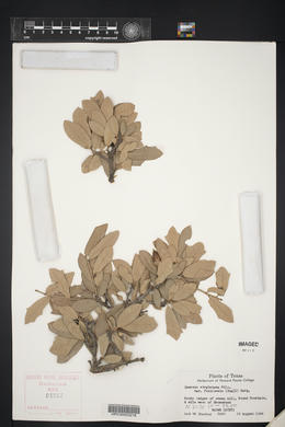 Quercus fusiformis image