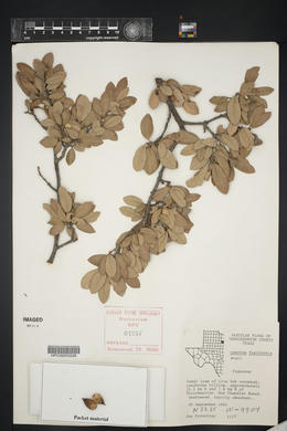 Quercus fusiformis image