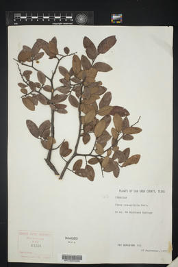 Ulmus crassifolia image