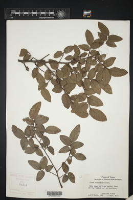 Ulmus crassifolia image