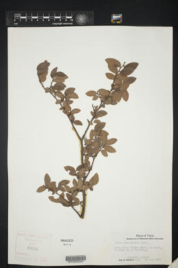 Ulmus crassifolia image