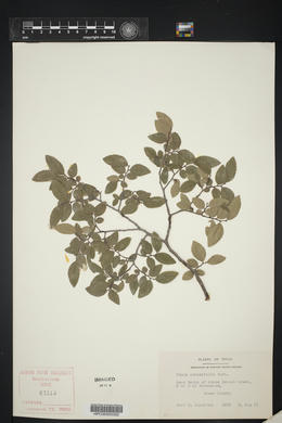 Ulmus crassifolia image