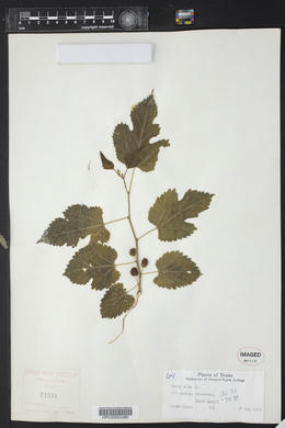 Morus alba image