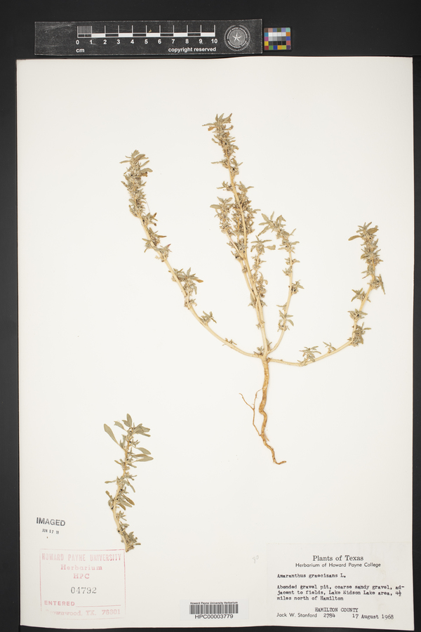 Amaranthus graecizans image