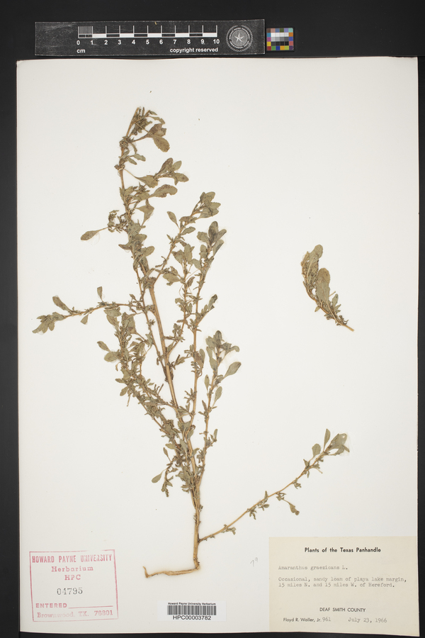 Amaranthus graecizans image