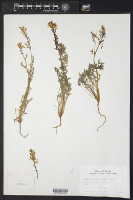 Corydalis curvisiliqua image