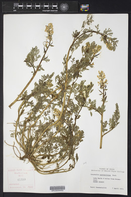 Corydalis curvisiliqua image