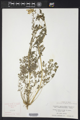 Corydalis curvisiliqua image