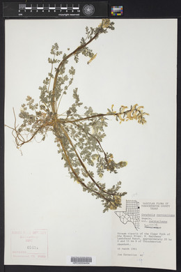 Corydalis curvisiliqua image