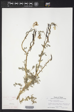 Corydalis aurea image