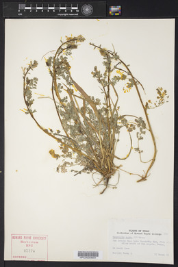 Corydalis aurea image