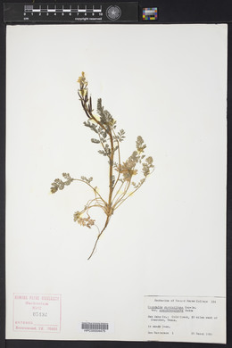 Corydalis curvisiliqua image