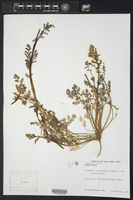 Corydalis curvisiliqua image