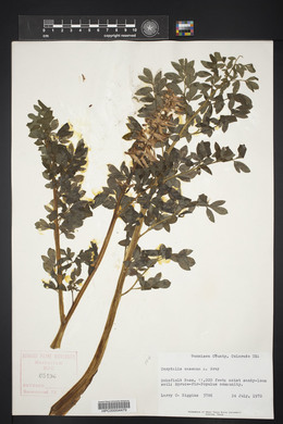 Corydalis caseana image