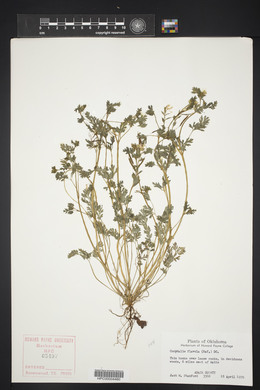 Corydalis flavula image