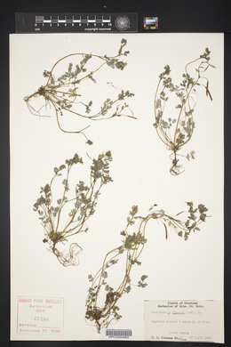 Corydalis flavula image