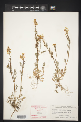 Corydalis crystallina image