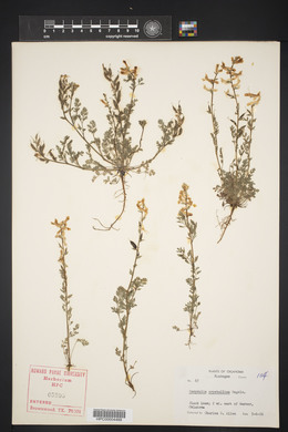 Corydalis crystallina image