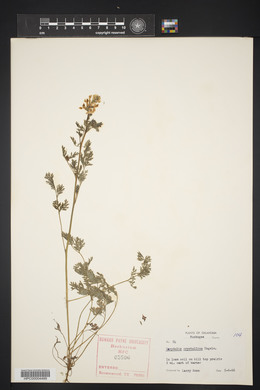 Corydalis crystallina image