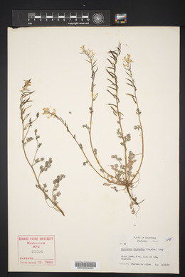 Corydalis micrantha image