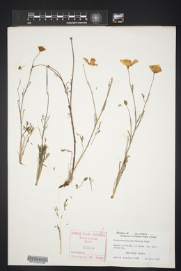 Eschscholzia californica image