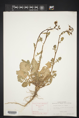 Brassica juncea image