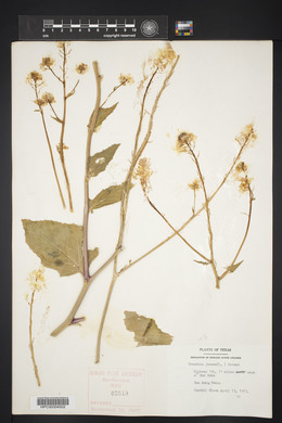 Brassica juncea image