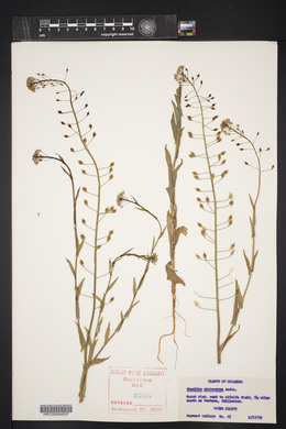 Camelina microcarpa image