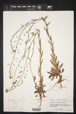 Camelina microcarpa image