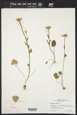 Cardamine bulbosa image